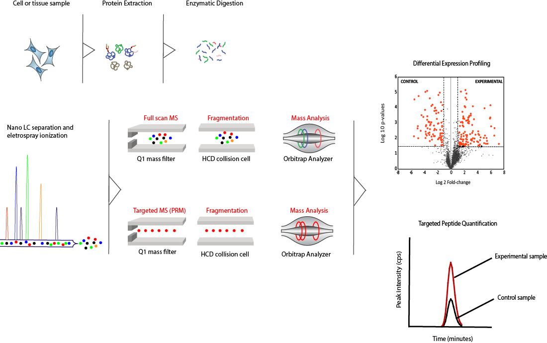 Technology Overview